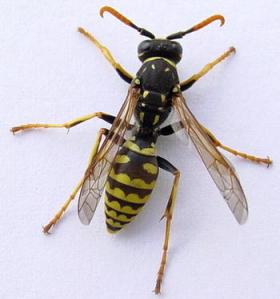 35231 wasp